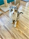 adoptable Cat in  named Earl Gray