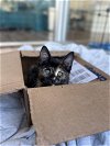 adoptable Cat in olla, LA named Tenderloin