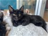 adoptable Cat in olla, LA named T-Bone