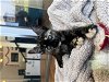adoptable Cat in olla, LA named Tylenol