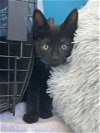 adoptable Cat in olla, LA named Ruffles