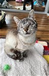 adoptable Cat in la jolla, LA named Stevie Wonder