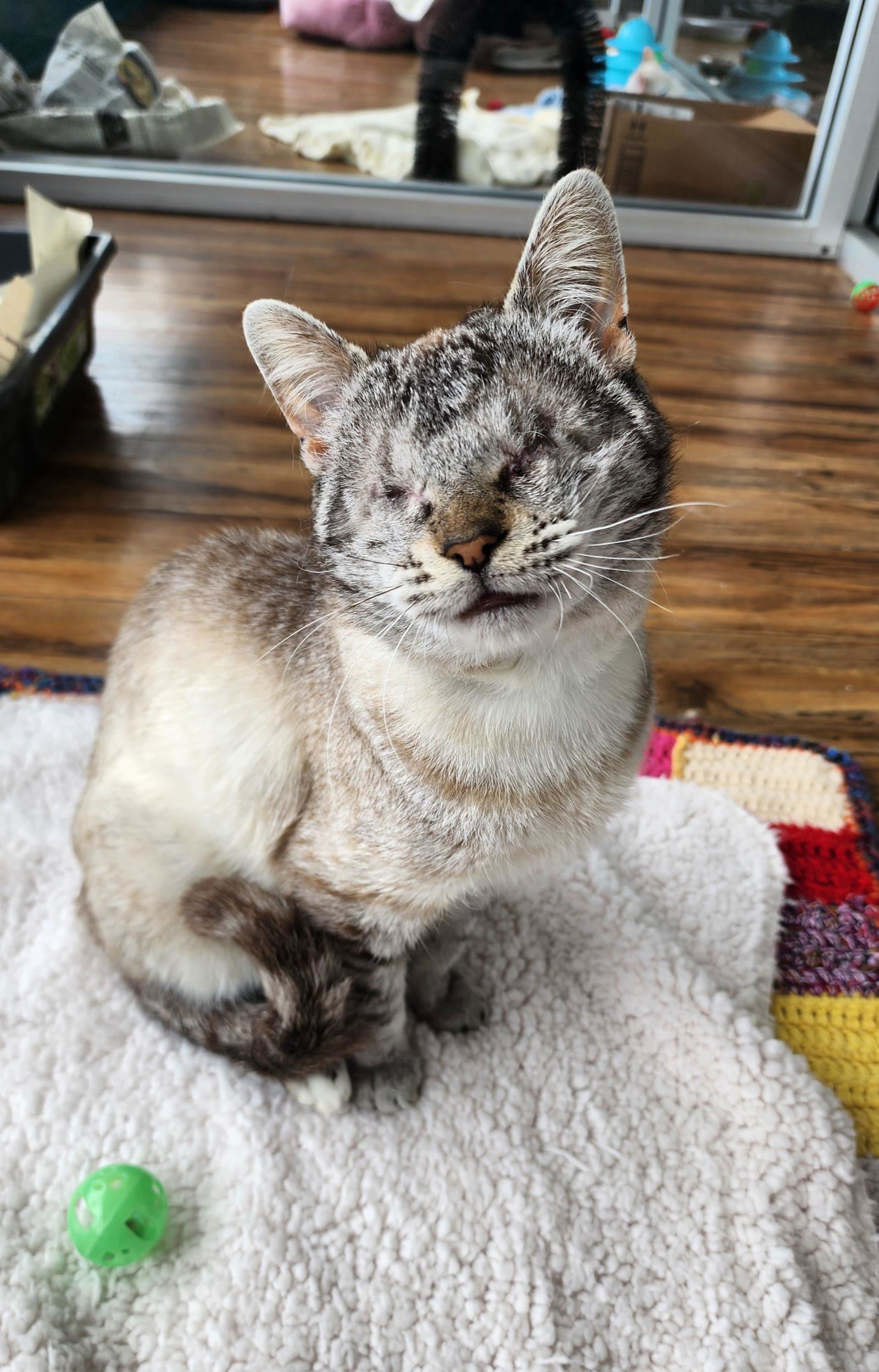 adoptable Cat in La Jolla, CA named Stevie Wonder