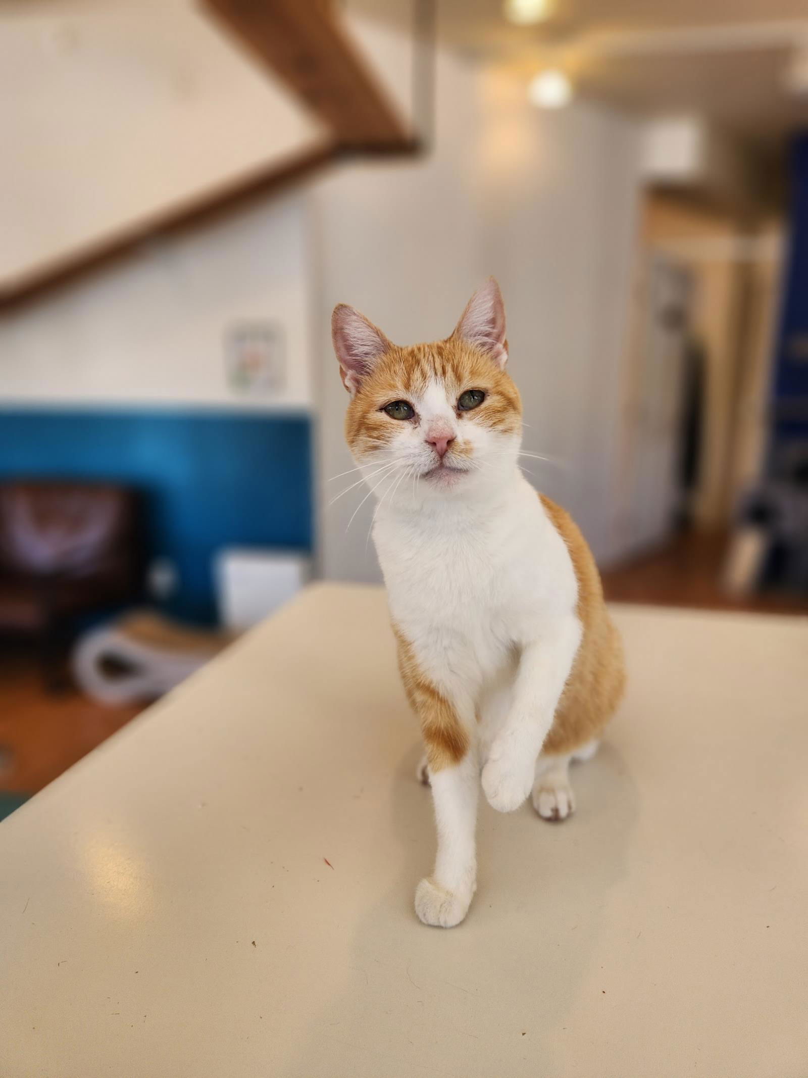 adoptable Cat in La Jolla, CA named Ivy