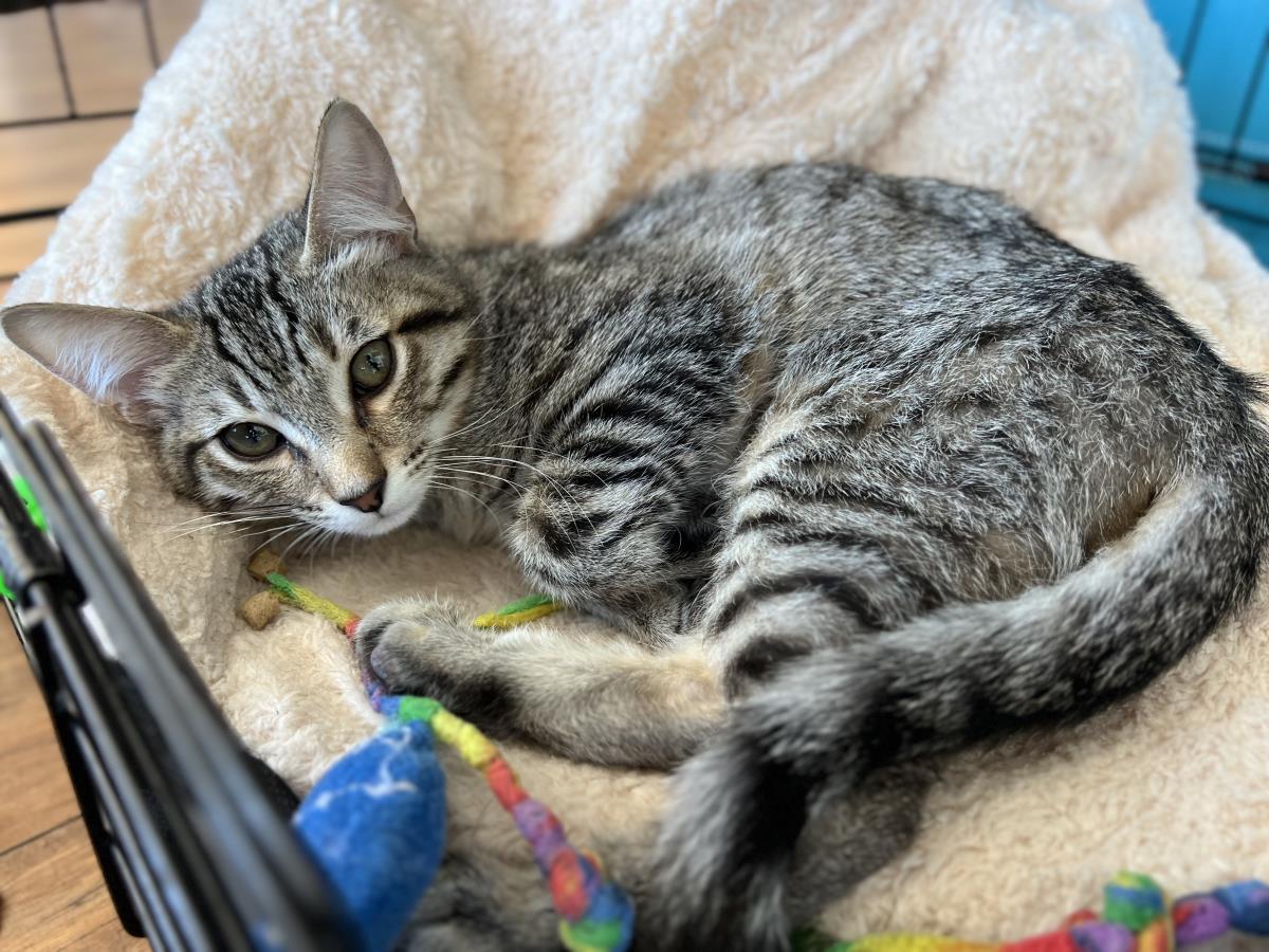 adoptable Cat in La Jolla, CA named Dumpling