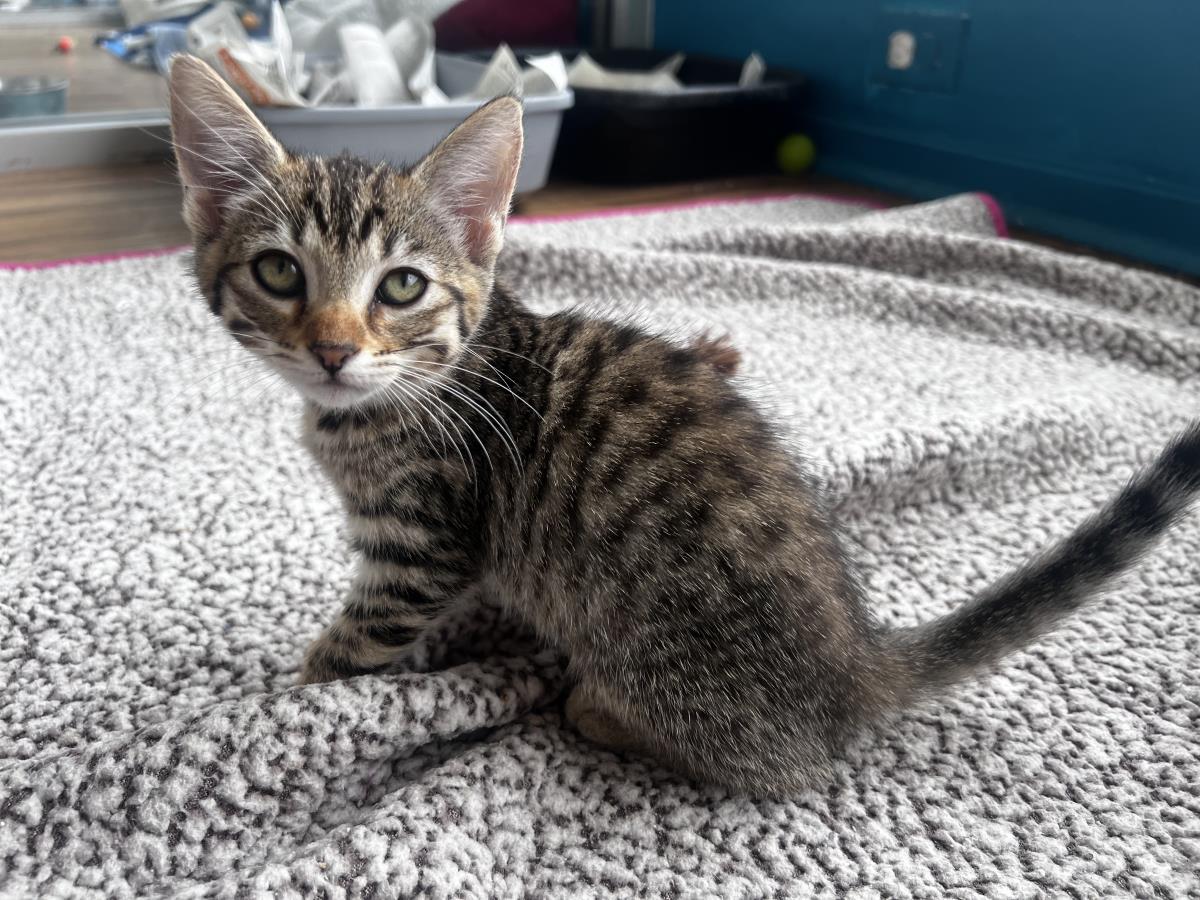 adoptable Cat in La Jolla, CA named Pound Cake