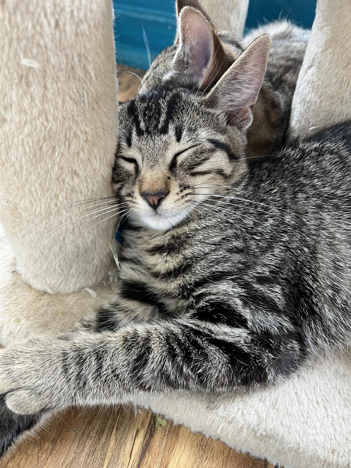 adoptable Cat in La Jolla, CA named Carrot Cake