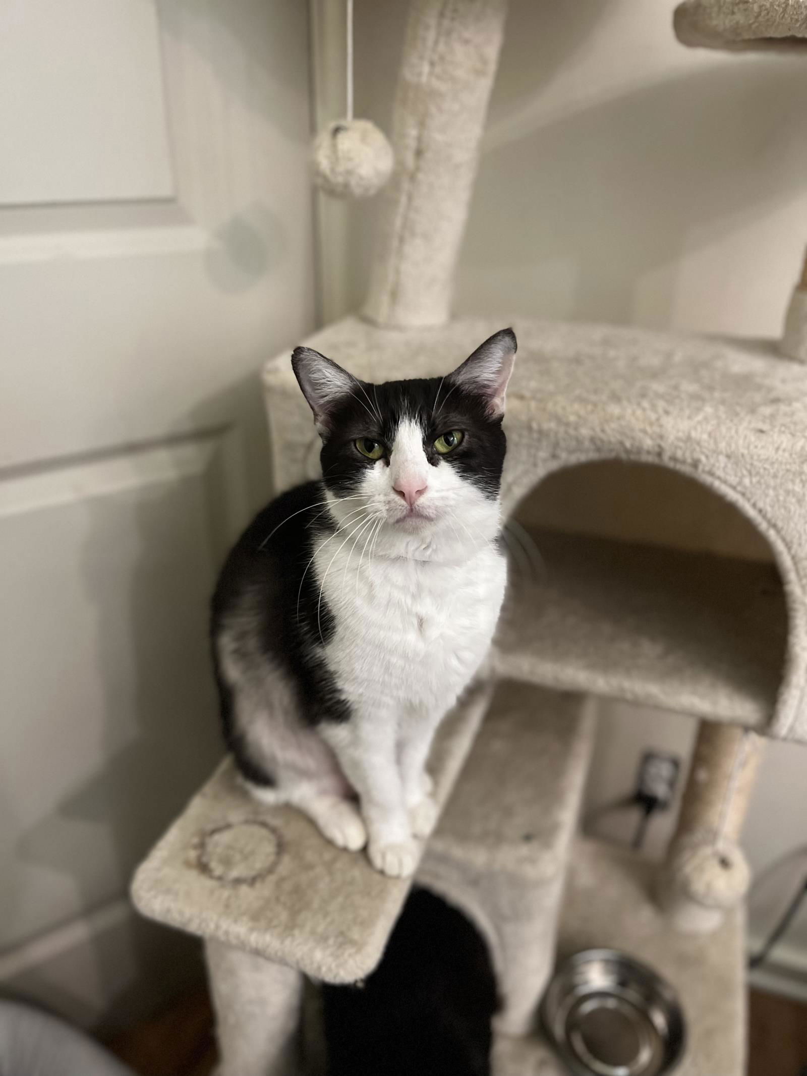 adoptable Cat in La Jolla, CA named Lexi