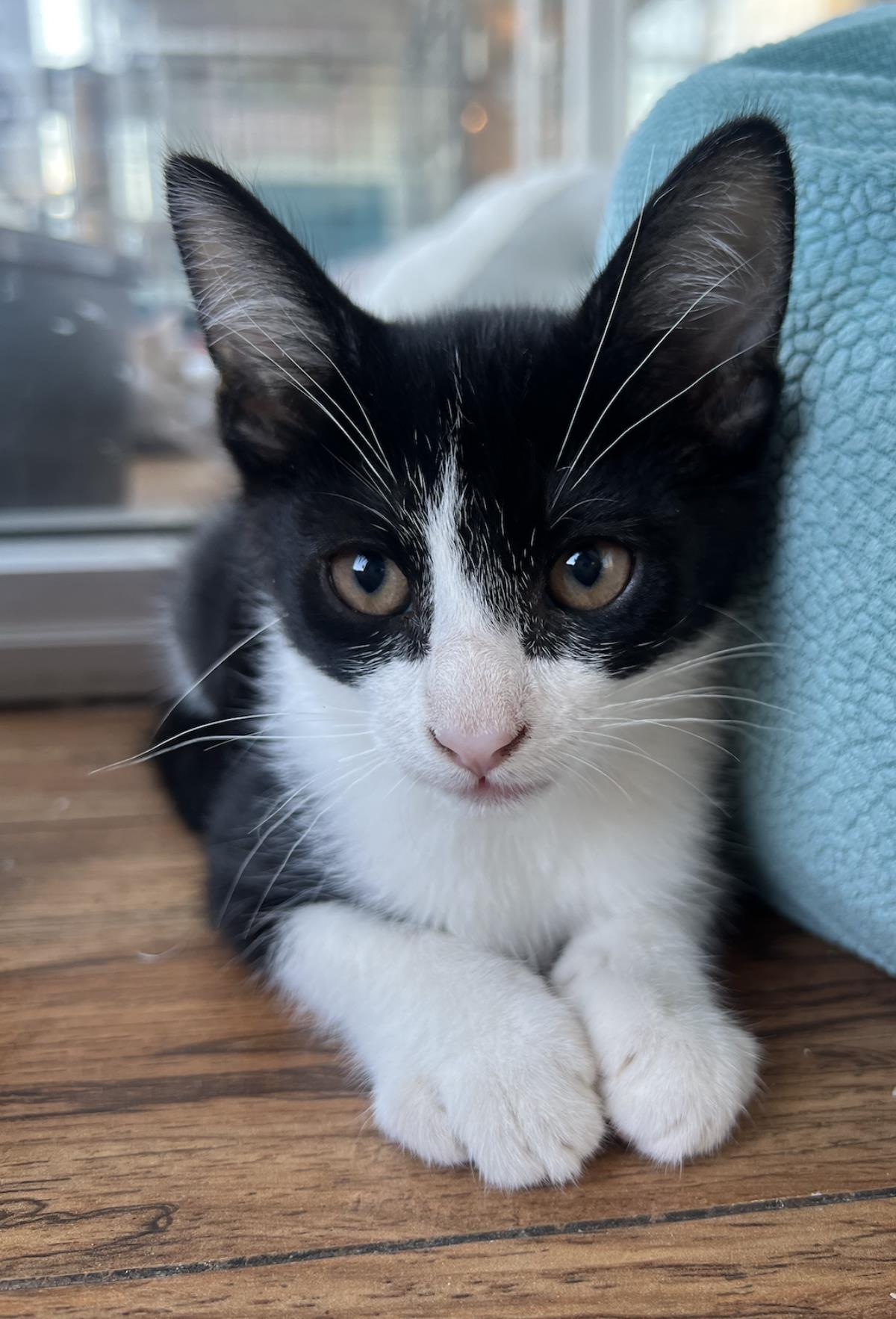 adoptable Cat in La Jolla, CA named Celphinus