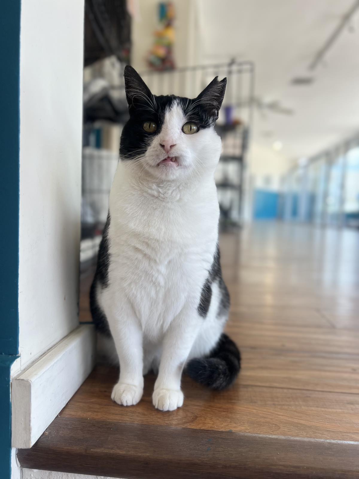 adoptable Cat in La Jolla, CA named Pandora