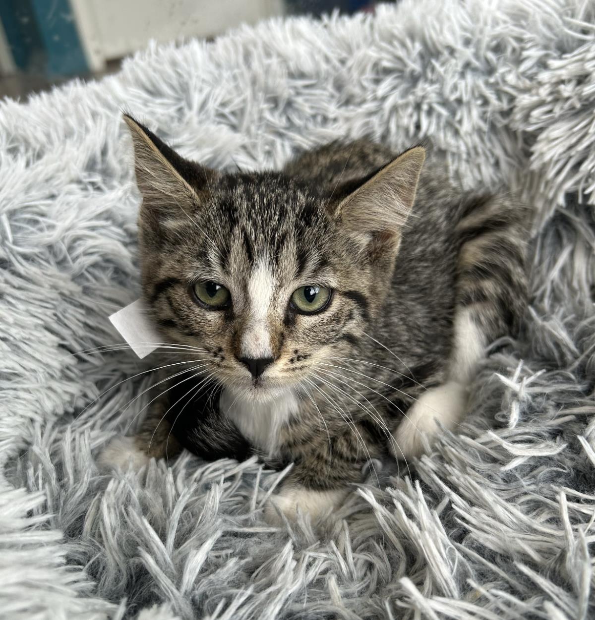 adoptable Cat in La Jolla, CA named Texas