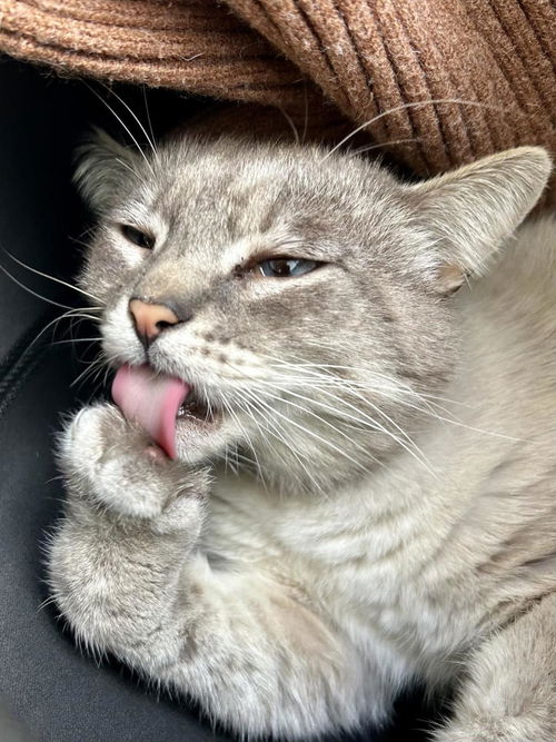 picture of the cat needing adoption