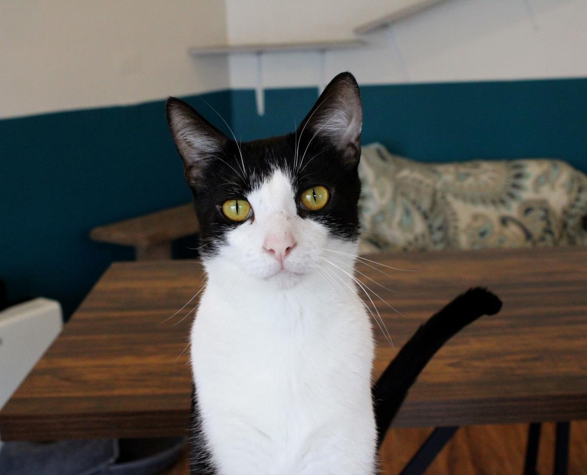 adoptable Cat in La Jolla, CA named Thornby