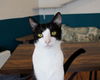 adoptable Cat in olla, LA named Thornby