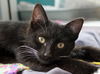 adoptable Cat in la jolla, LA named Sizzling Cinnamon