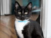 adoptable Cat in olla, LA named Tutti-Fruitti