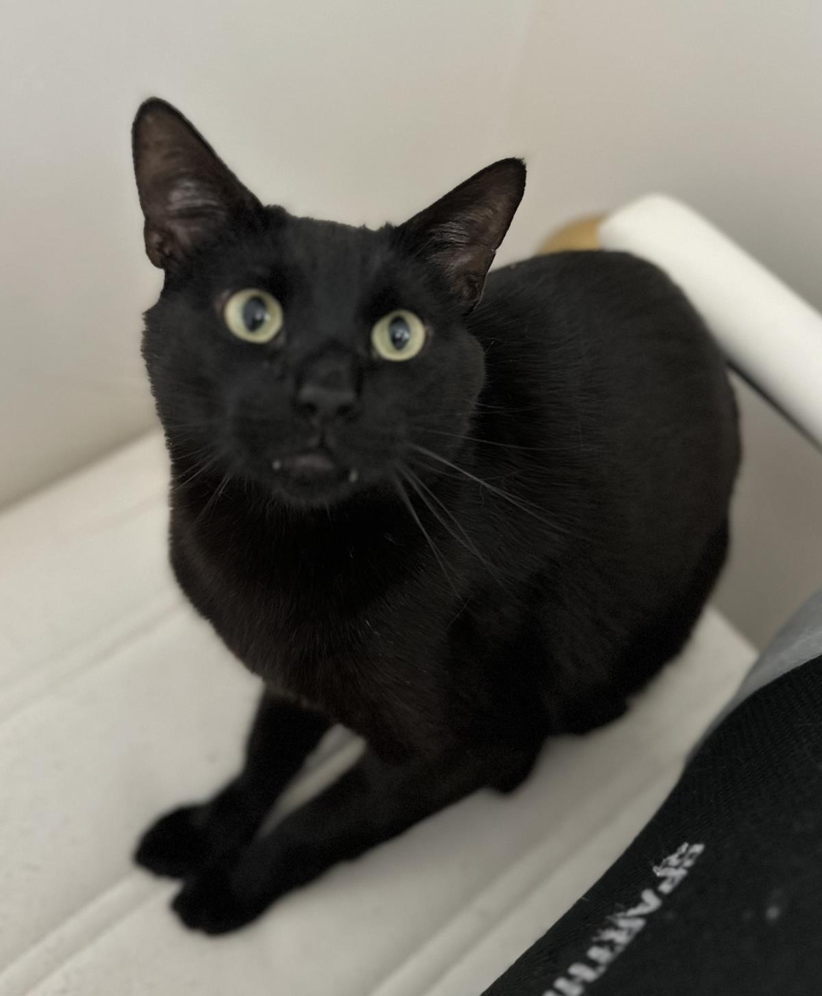 adoptable Cat in La Jolla, CA named Cam