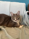 adoptable Cat in la jolla, LA named Sammy