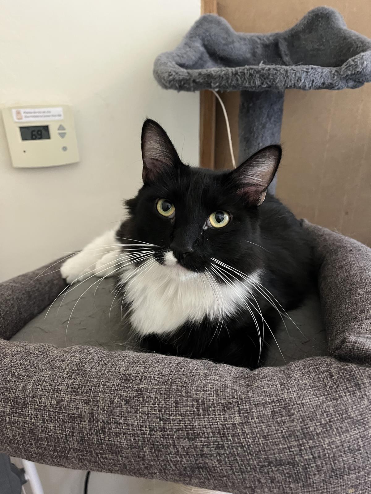 adoptable Cat in La Jolla, CA named Joey