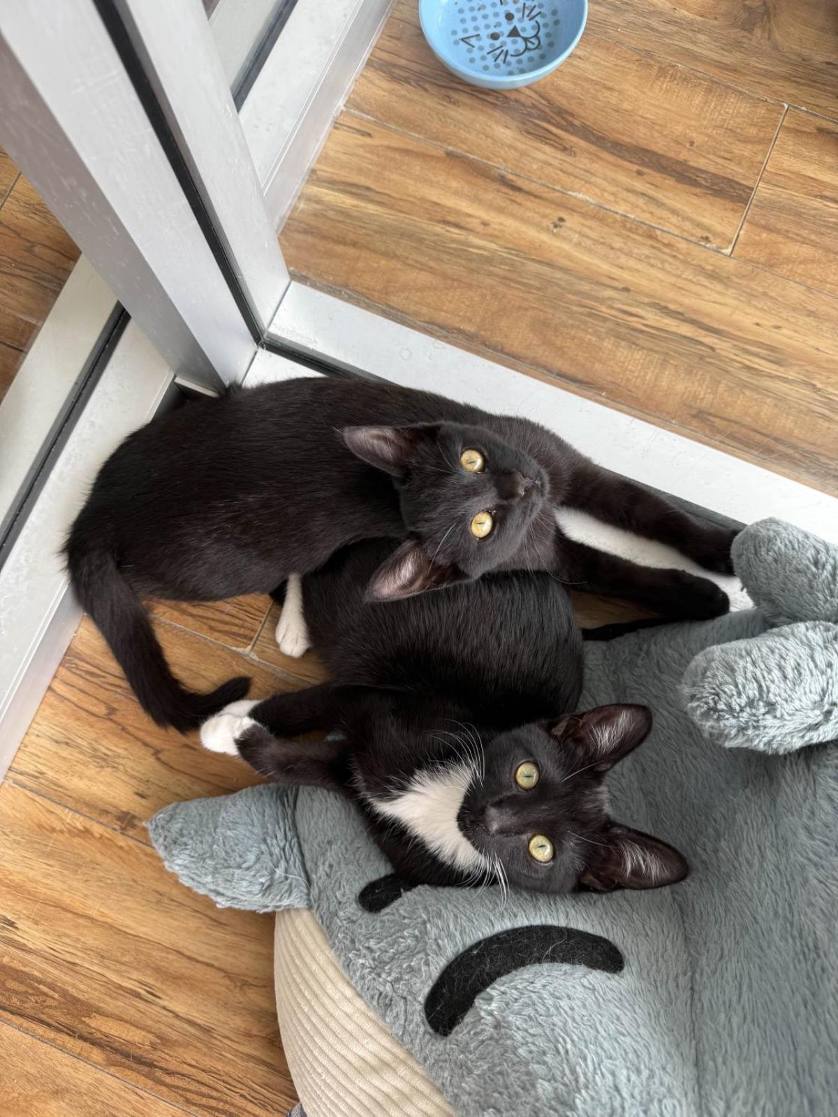 adoptable Cat in La Jolla, CA named Sally
