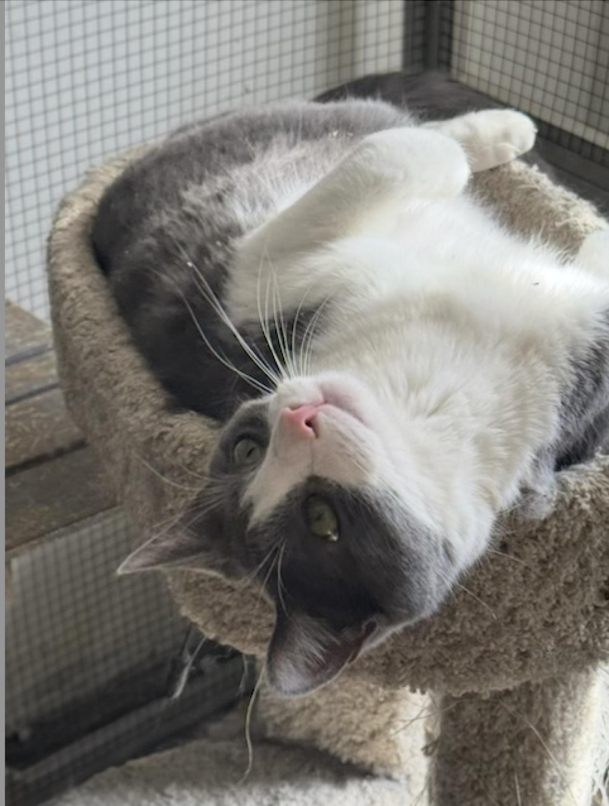 adoptable Cat in La Jolla, CA named Bosco