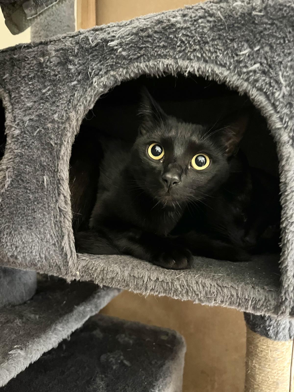adoptable Cat in La Jolla, CA named Green Onion