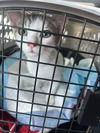 adoptable Cat in  named Cedar
