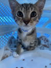 adoptable Cat in  named Violet