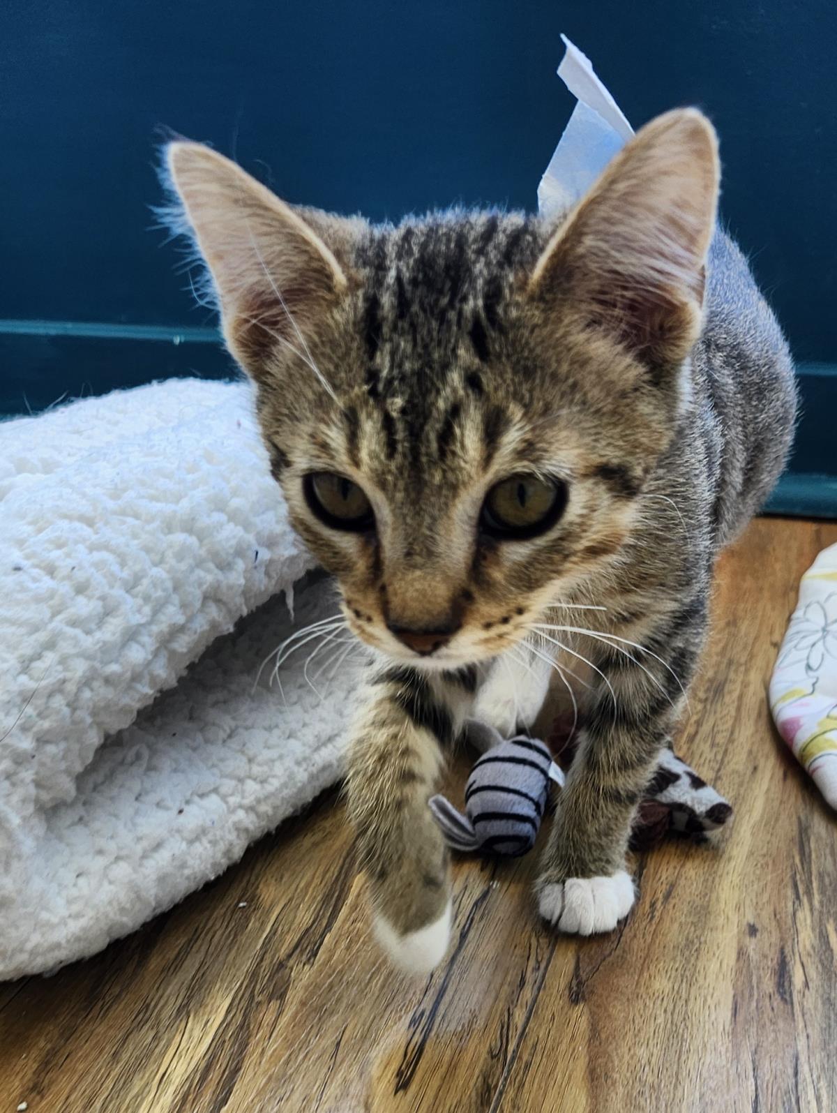 adoptable Cat in La Jolla, CA named Violet