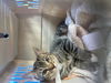 adoptable Cat in  named Rose