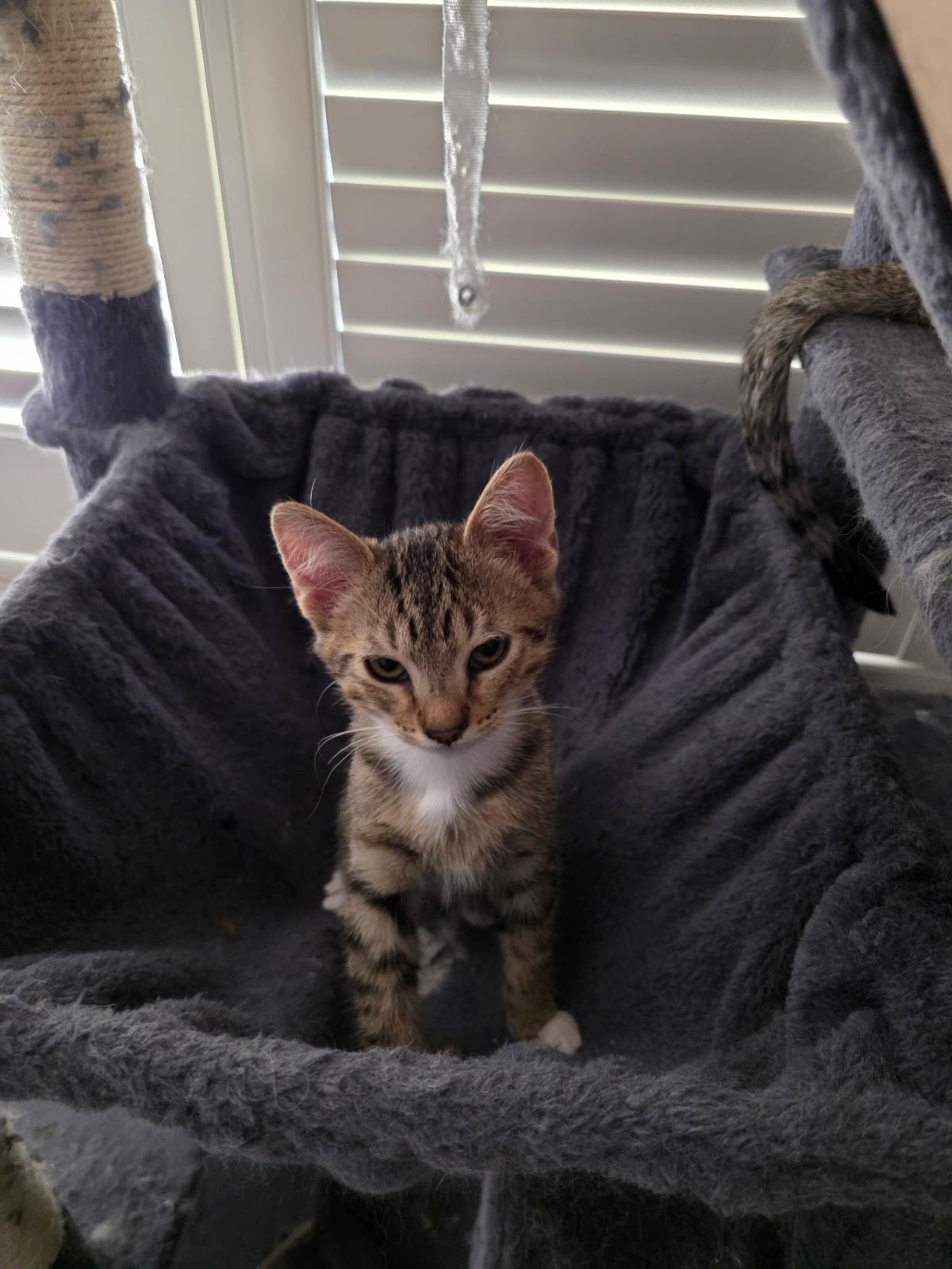 adoptable Cat in La Jolla, CA named Basil