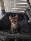 adoptable Cat in  named Basil