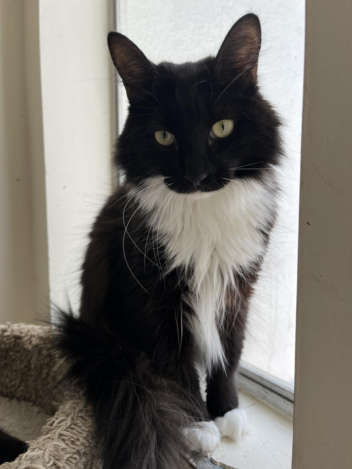 adoptable Cat in La Jolla, CA named Baby Fluffers