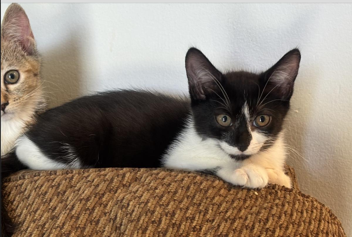 adoptable Cat in La Jolla, CA named Soup