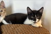adoptable Cat in  named Soup