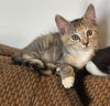 adoptable Cat in  named Salad