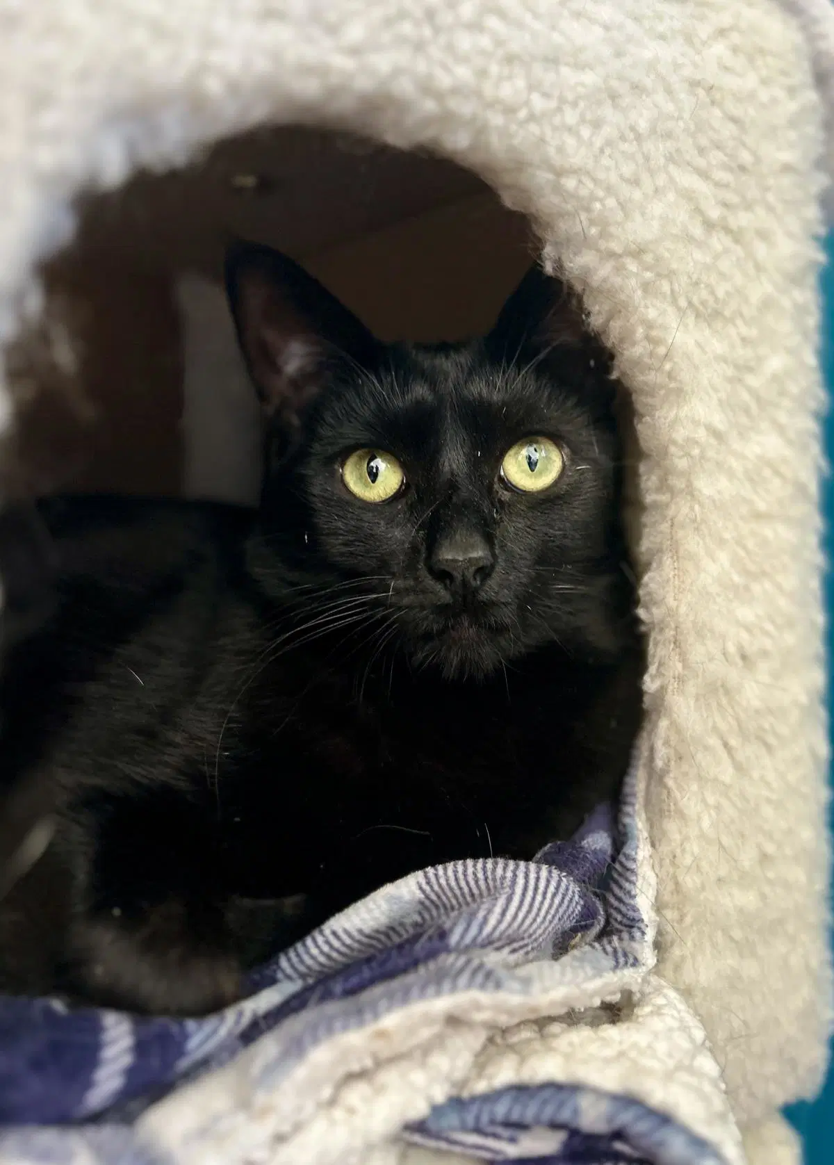 Pomodoro - Domestic Short Hair