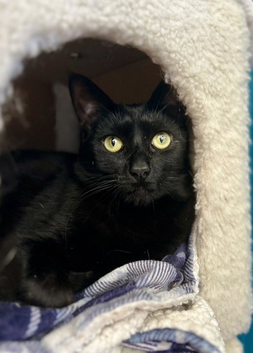 picture of the cat needing adoption