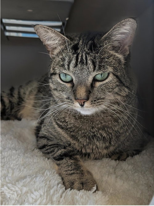 BUCATINI - Domestic Short Hair available for adoption