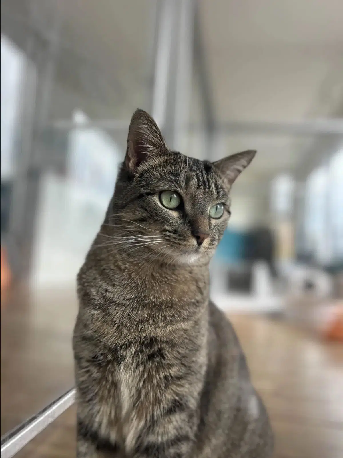 Bucatini - Domestic Short Hair