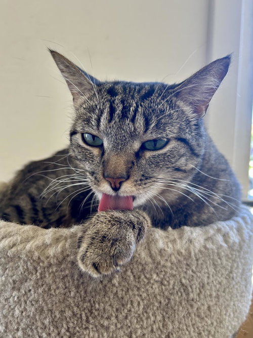 BUCATINI - Domestic Short Hair available for adoption