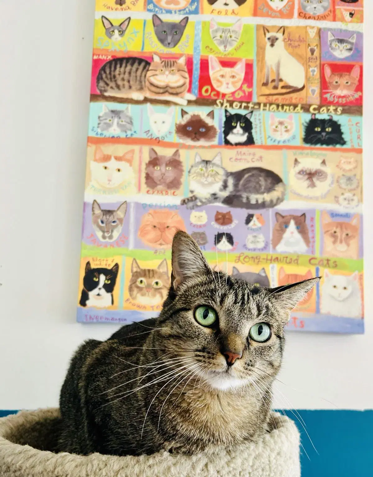 Bucatini - Domestic Short Hair