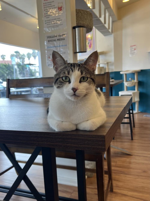 Buttered Popcorn, an adoptable Domestic Short Hair in La Jolla, CA