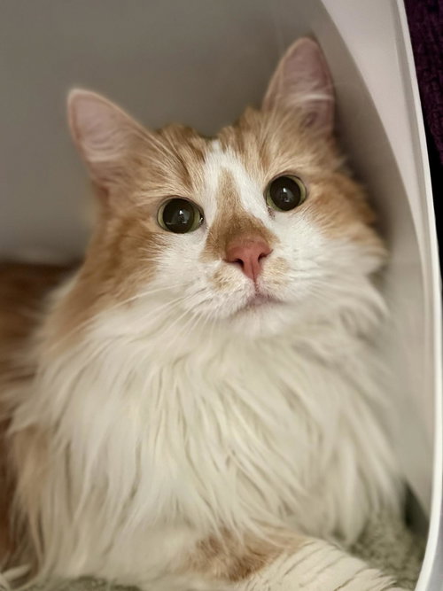 picture of the cat needing adoption