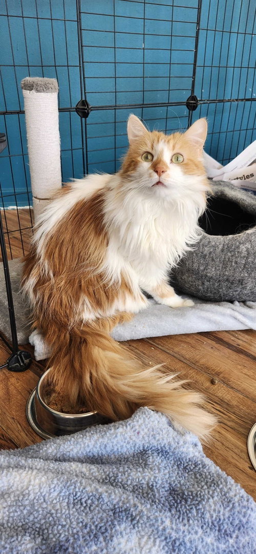 Mimzy (Aka Xena), Young Domestic Long Hair / Mixed, cat for adoption in Santee, California