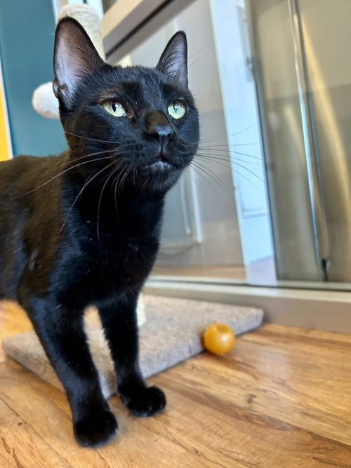 picture of the cat needing adoption