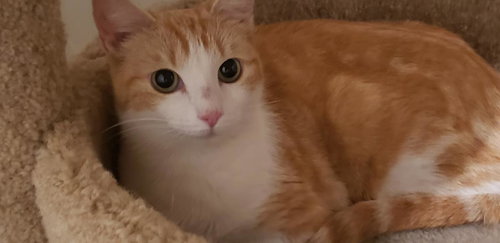 picture of the cat needing adoption
