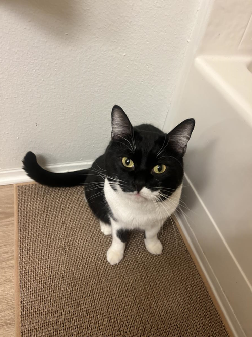 picture of the cat needing adoption