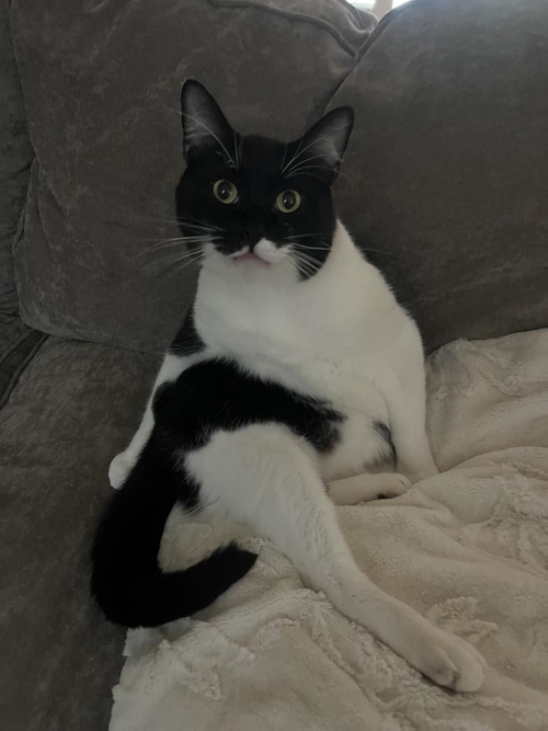 Gus, an adoptable Domestic Short Hair in La Jolla, CA