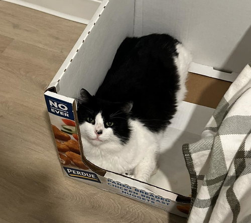 Panda Bear, an adoptable Maine Coon in La Jolla, CA